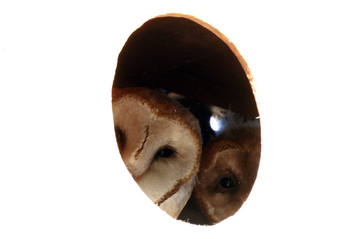 Barn Owl - ML615981937