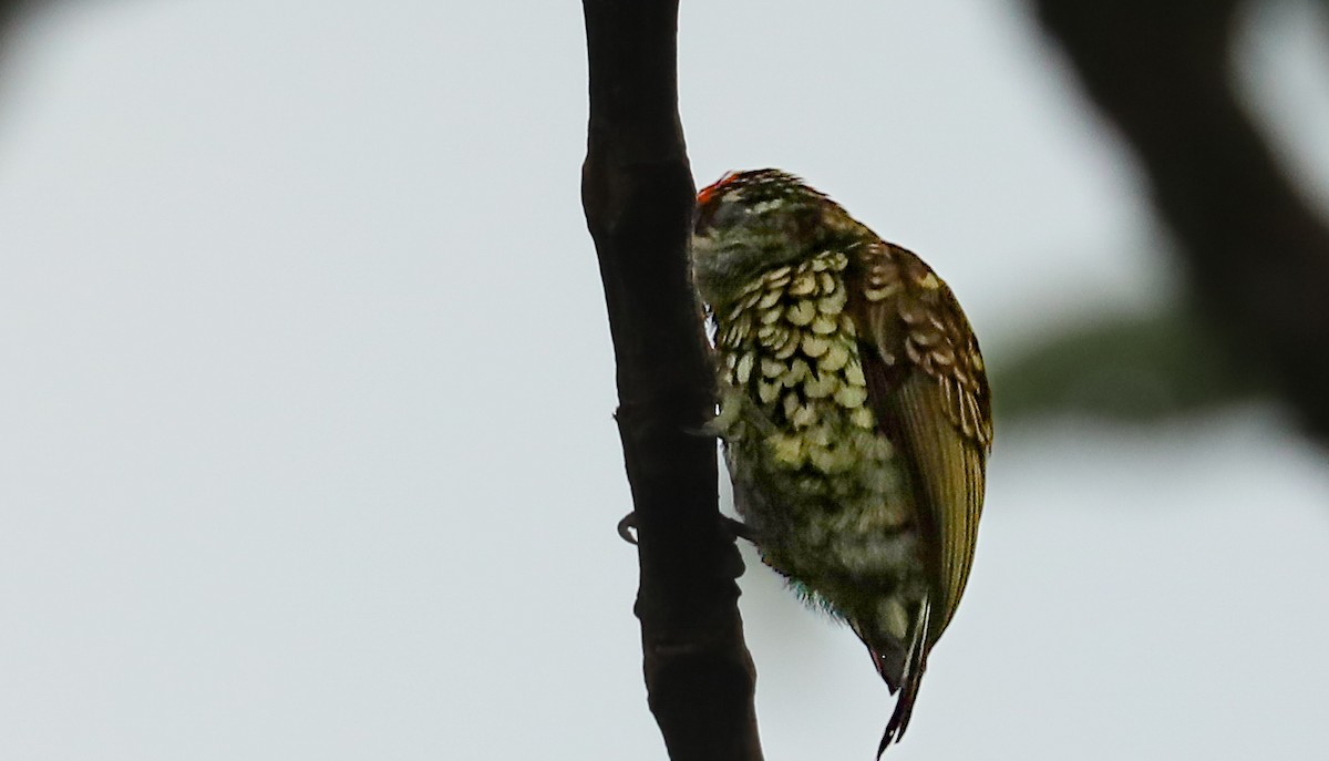 Scaled Piculet - ML615981939