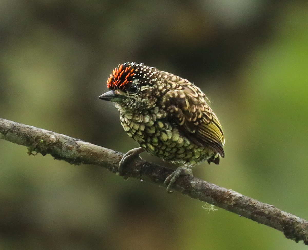 Scaled Piculet - ML615981940