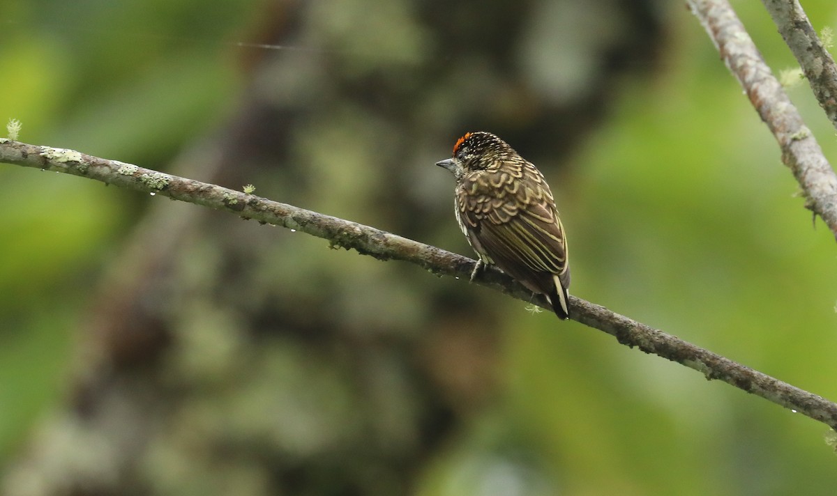 Scaled Piculet - ML615981941