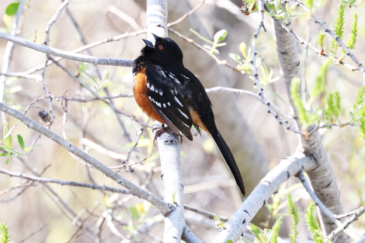 Spotted Towhee - ML615981944