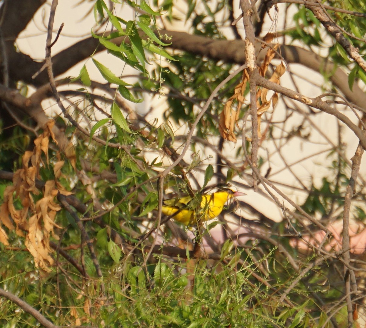 Indian Golden Oriole - ML615981969