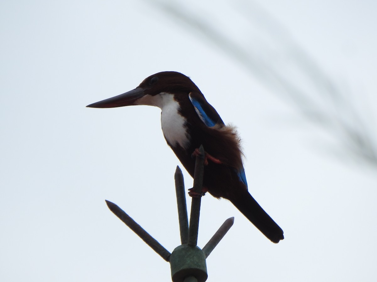 White-throated Kingfisher - suska kocis