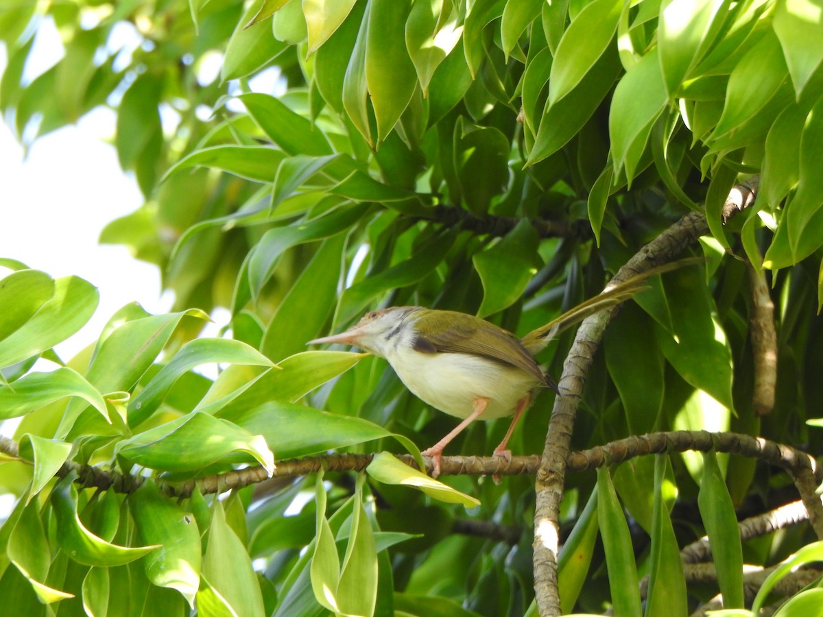 Common Tailorbird - suska kocis