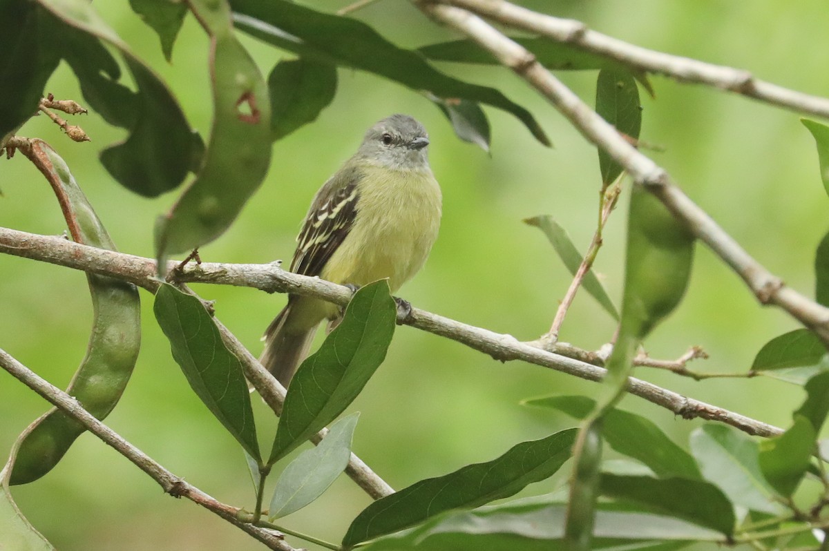 Yellow-crowned Tyrannulet - ML615981990