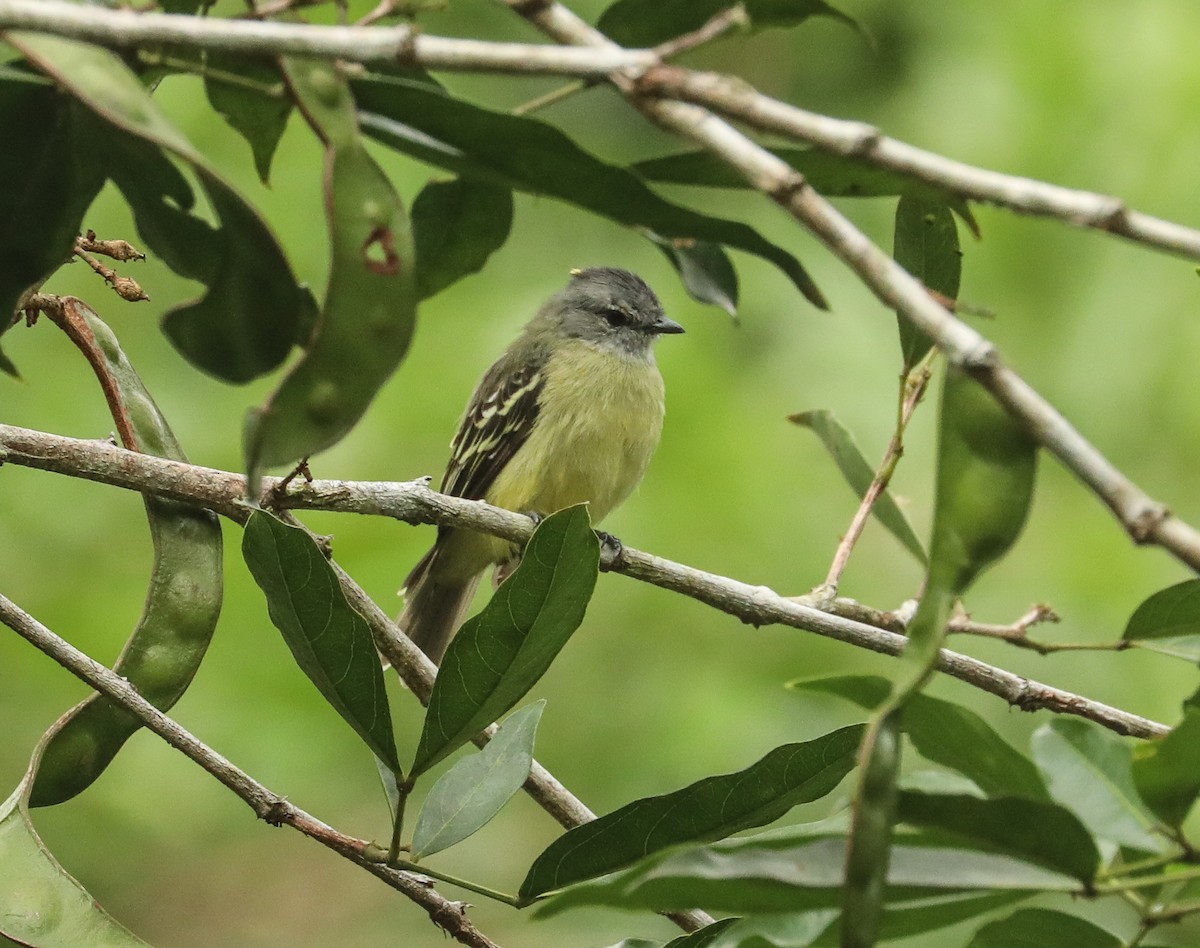 Yellow-crowned Tyrannulet - Chuck Gates