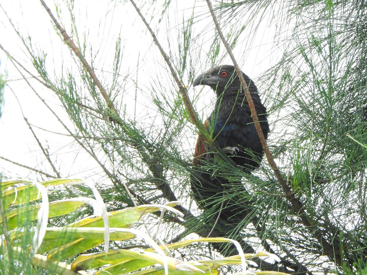 Greater Coucal - ML615981993