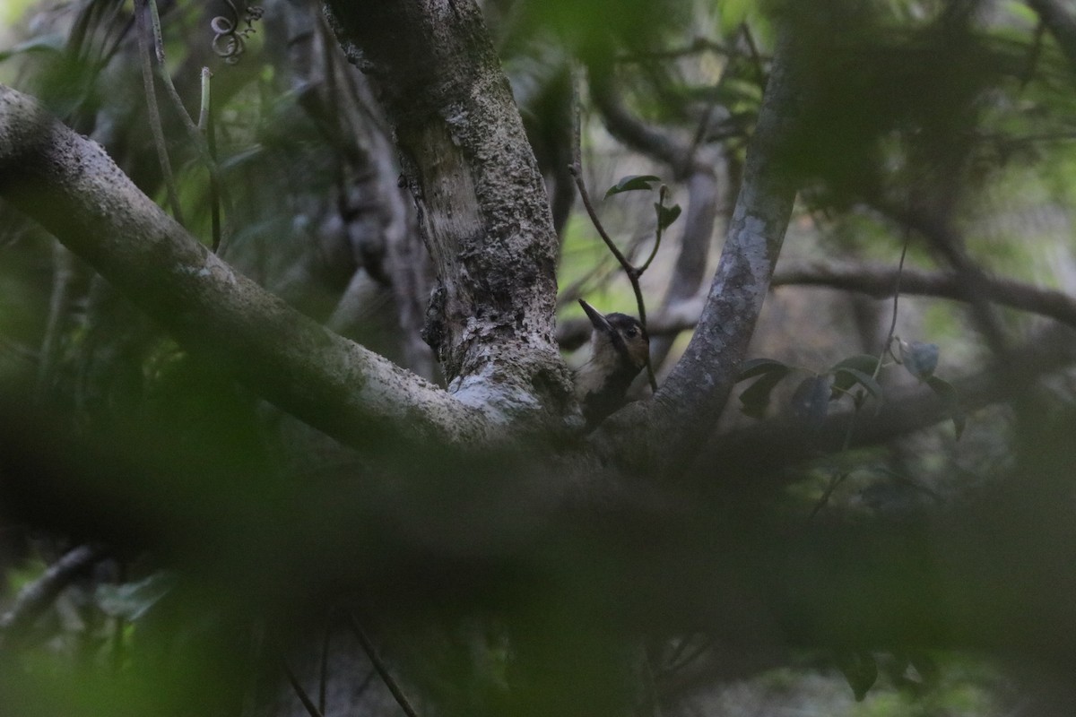White-backed Woodpecker (Amami) - ML615982045