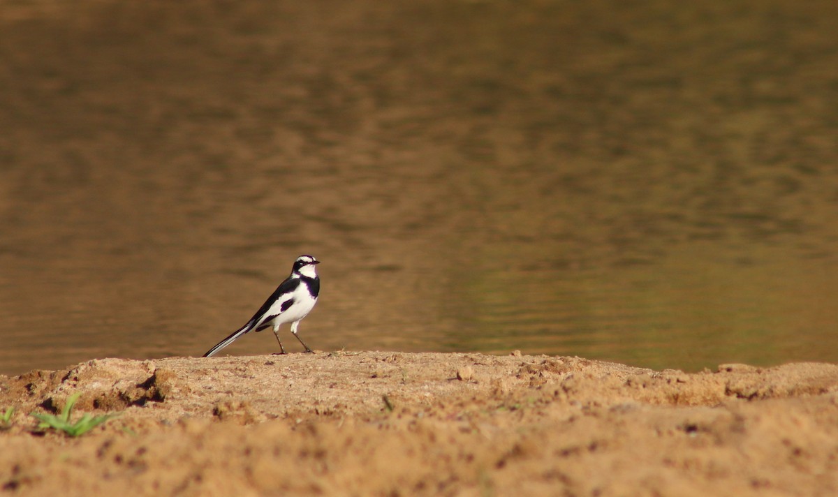 African Pied Wagtail - Callum Evans
