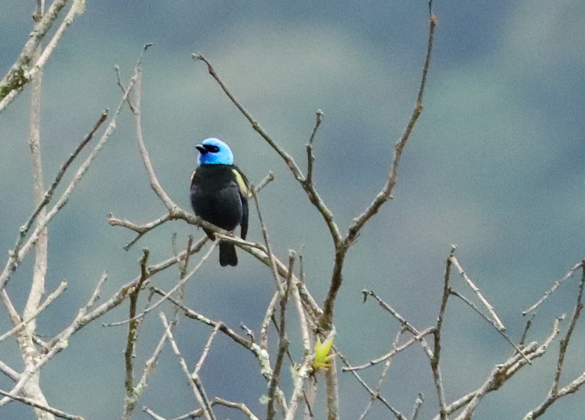 Blue-necked Tanager - ML615982135