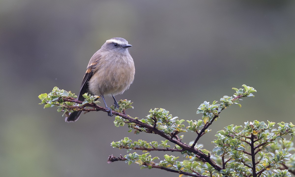 Brown-backed Chat-Tyrant - ML615982276