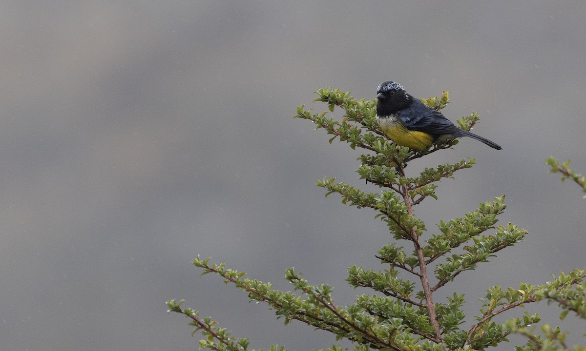 Buff-breasted Mountain Tanager - Zak Pohlen