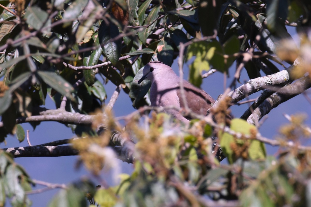 Large-tailed Dove - ML615982381