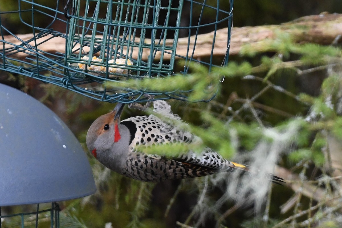 Northern Flicker (Yellow-shafted x Red-shafted) - ML615982400