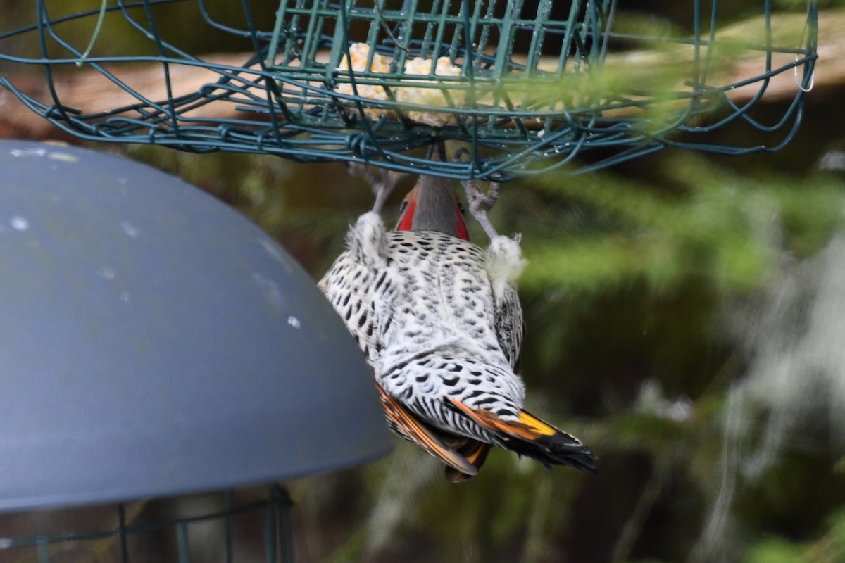 Northern Flicker (Yellow-shafted x Red-shafted) - ML615982401