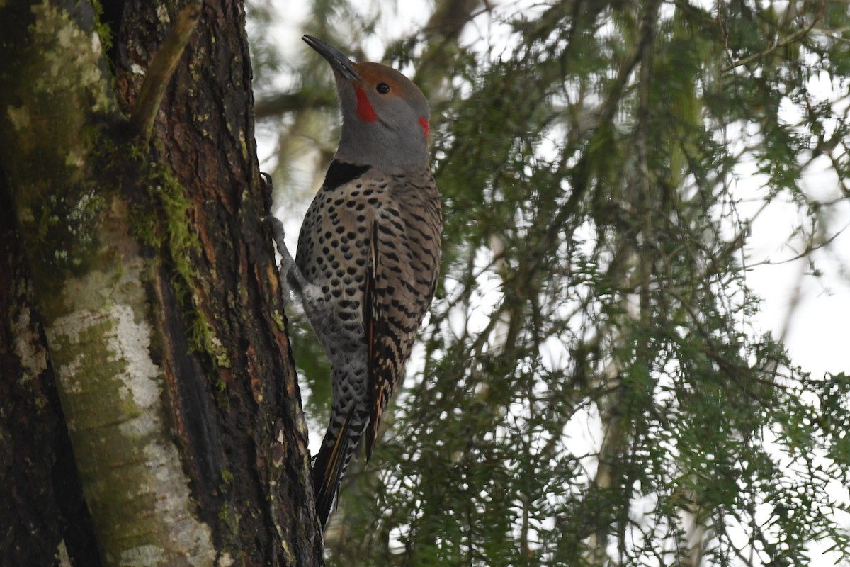 Northern Flicker (Yellow-shafted x Red-shafted) - ML615982402