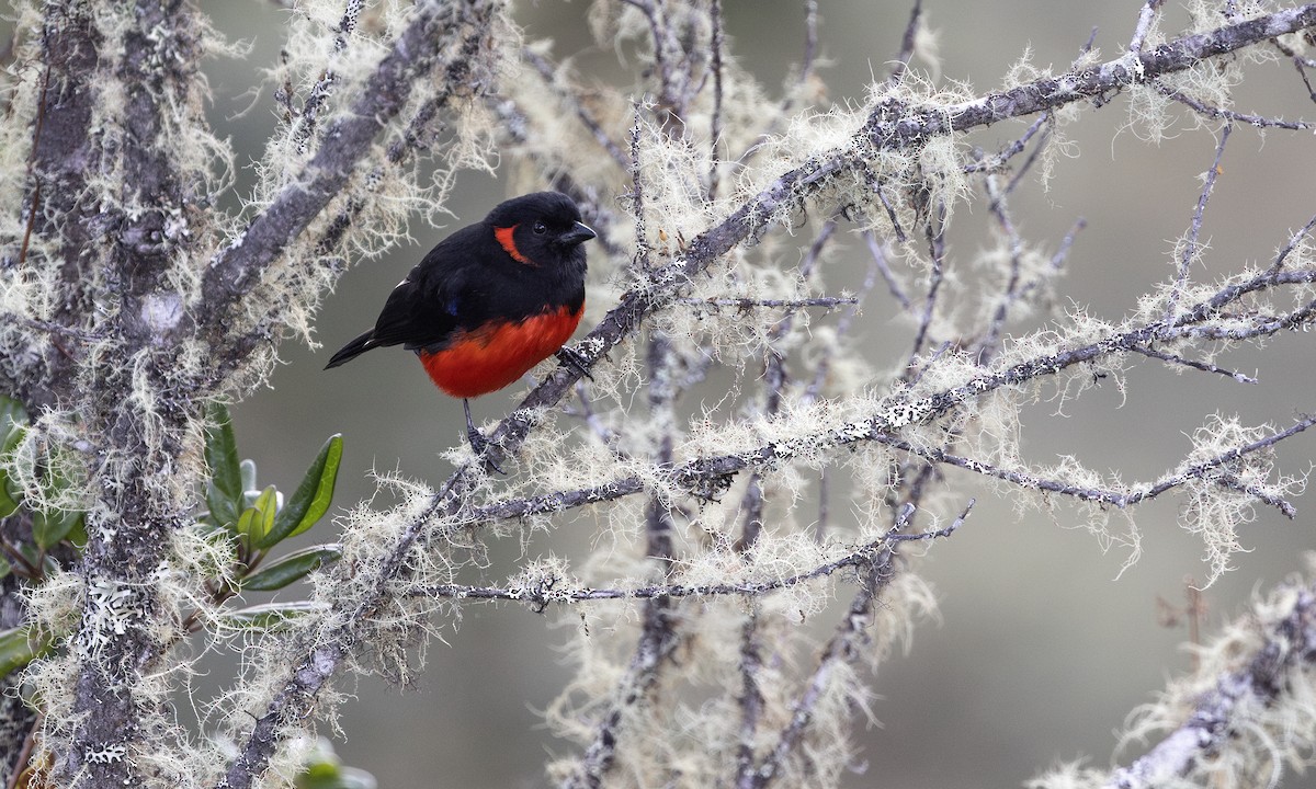 Scarlet-bellied Mountain Tanager - ML615982404