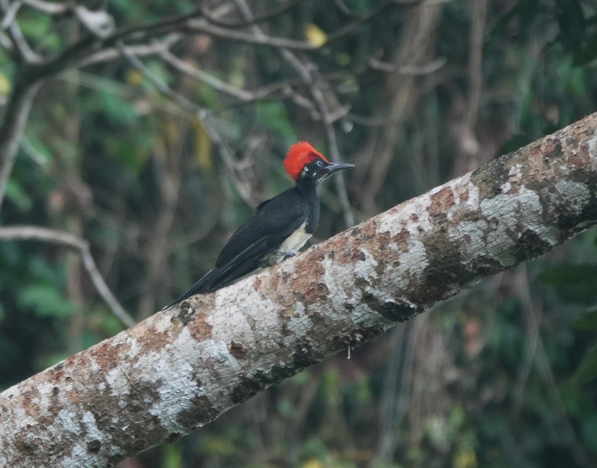 White-bellied Woodpecker - Ronet Santos