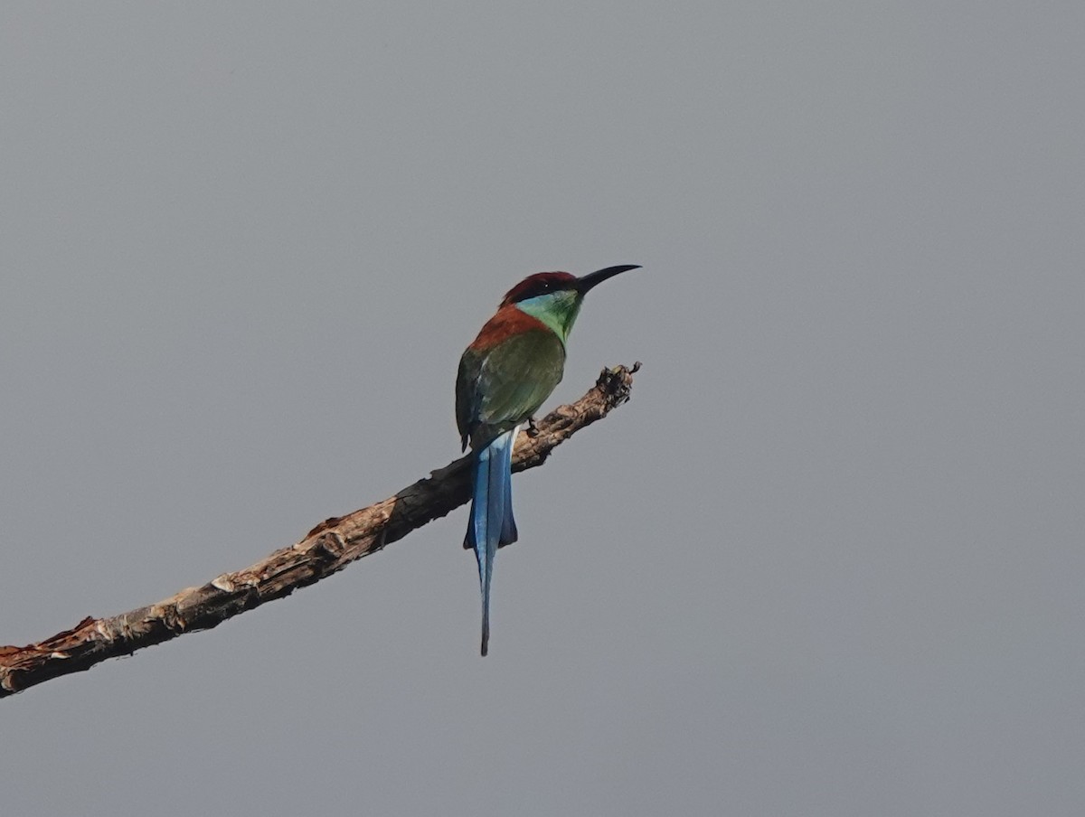 Rufous-crowned Bee-eater - Ronet Santos