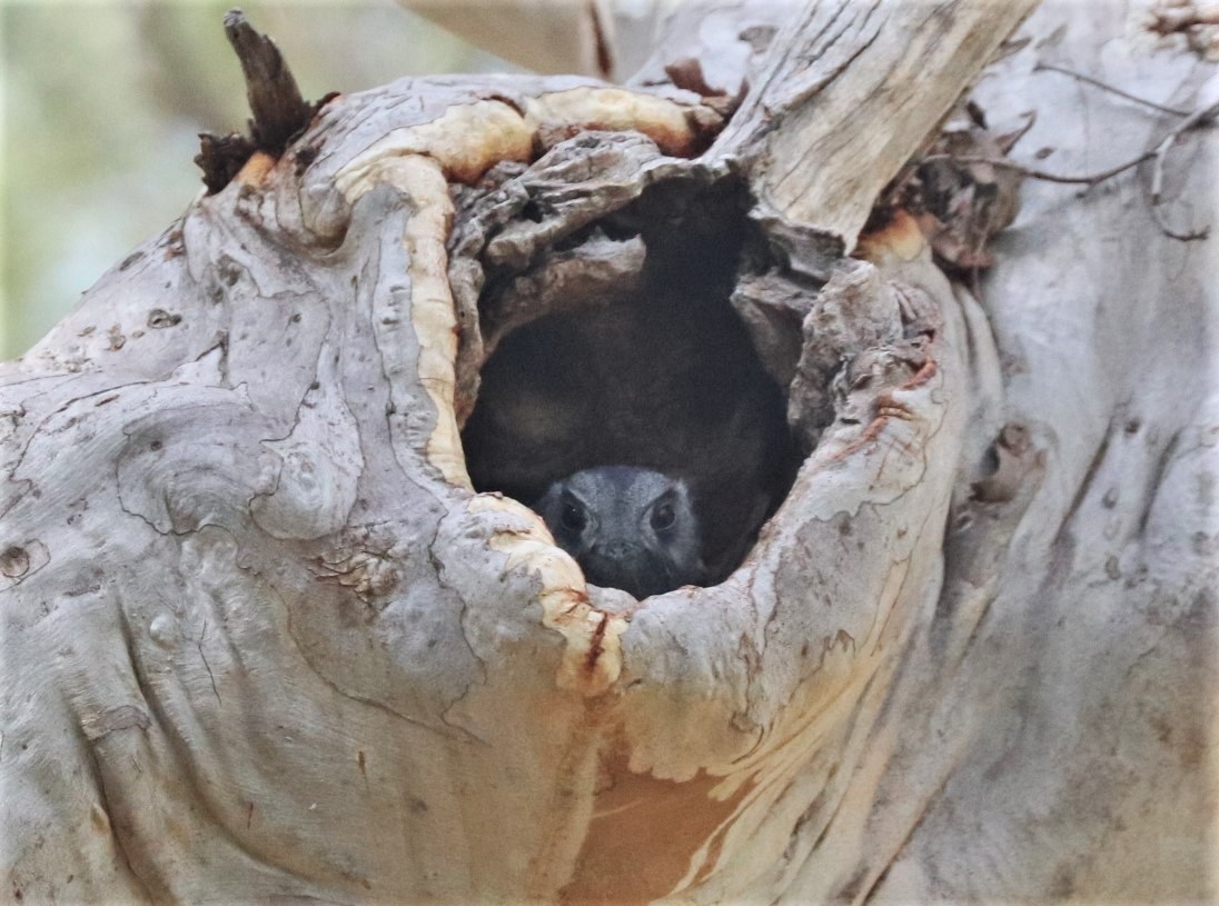 Australian Owlet-nightjar - ML615982438