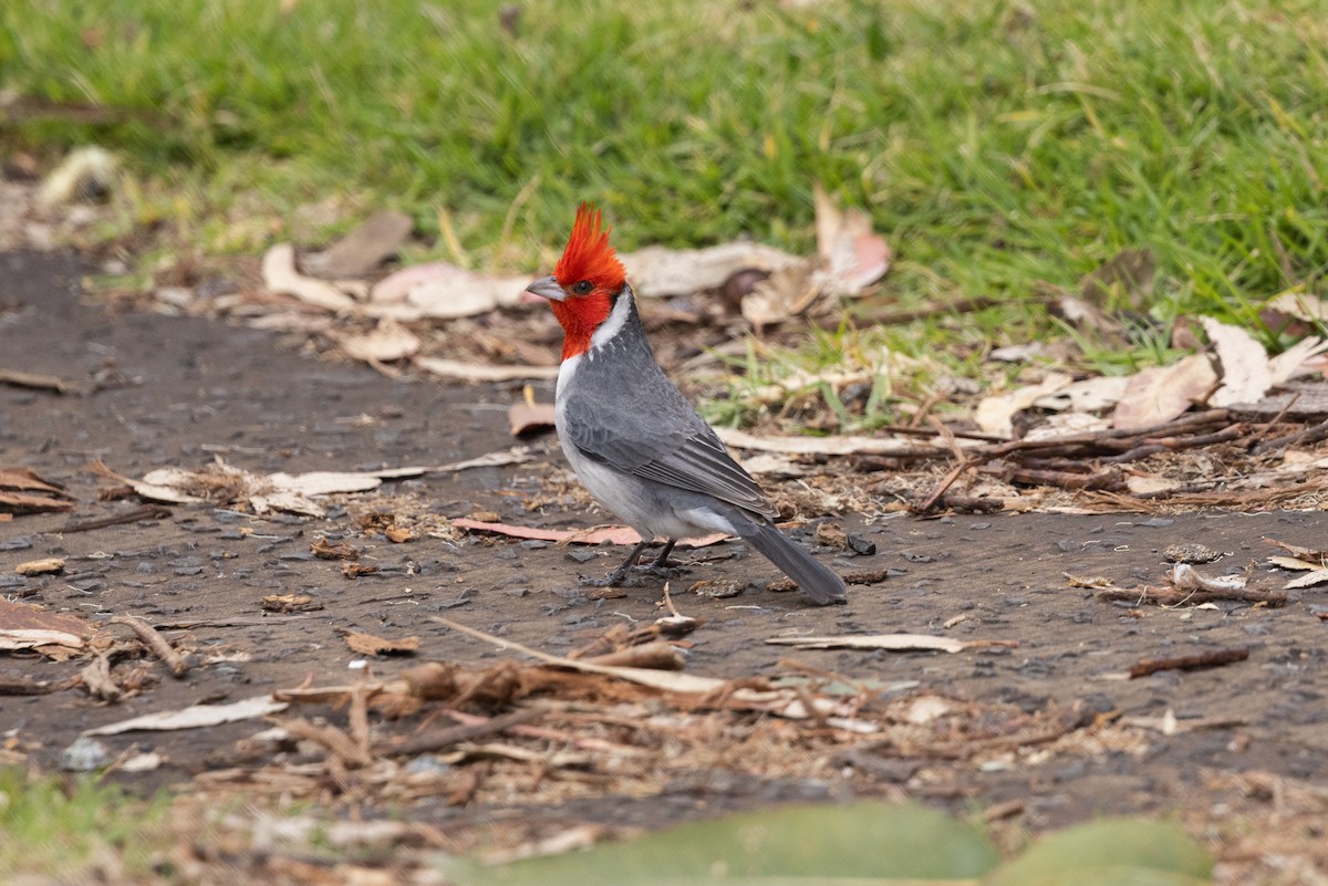 Red-crested Cardinal - Ashley Bens