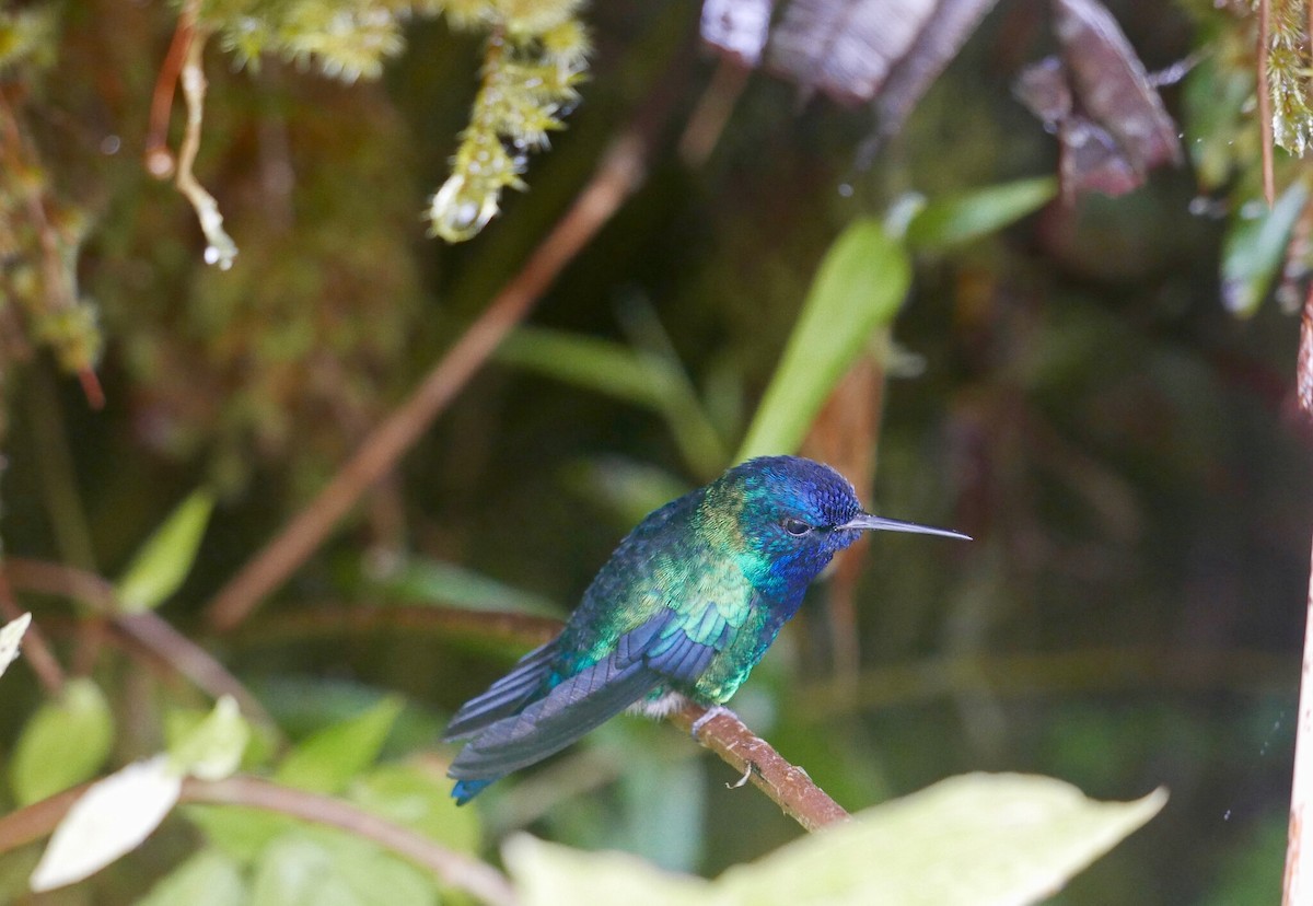 Blue-headed Hummingbird - ML615982625