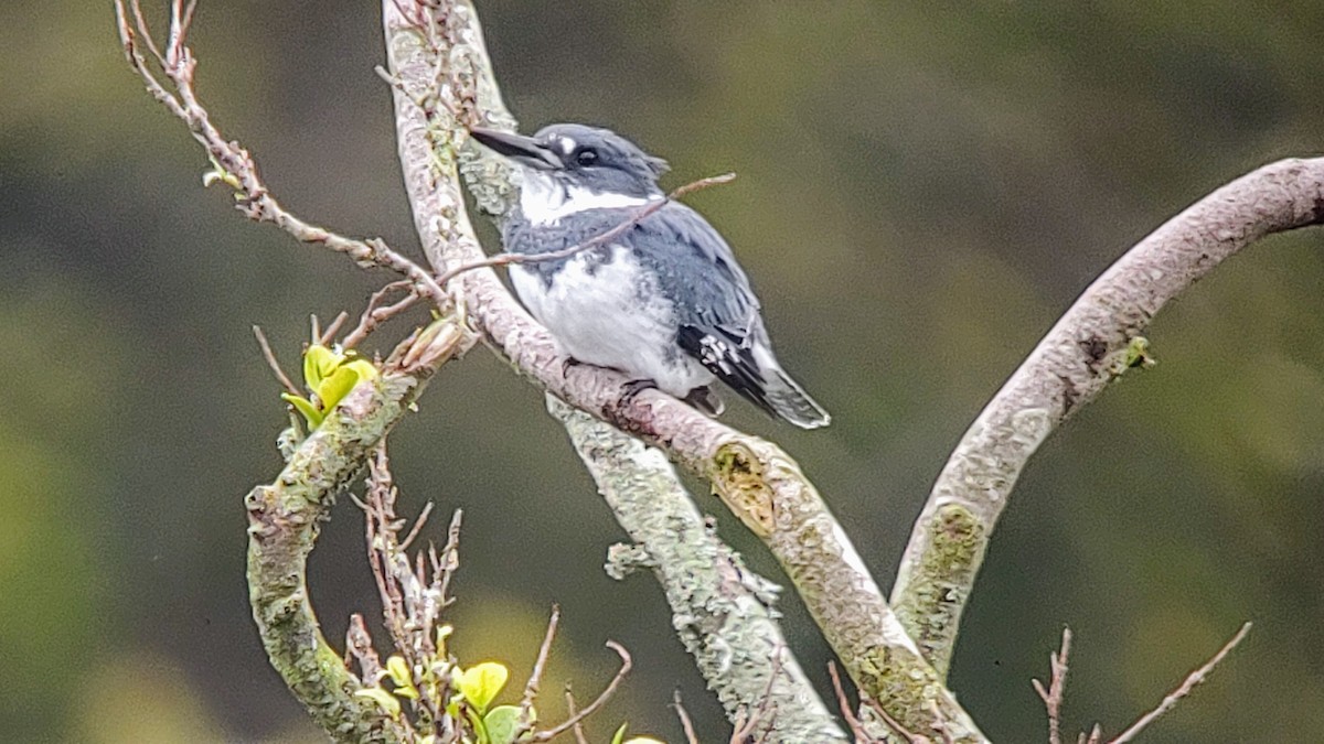 Belted Kingfisher - ML615982767