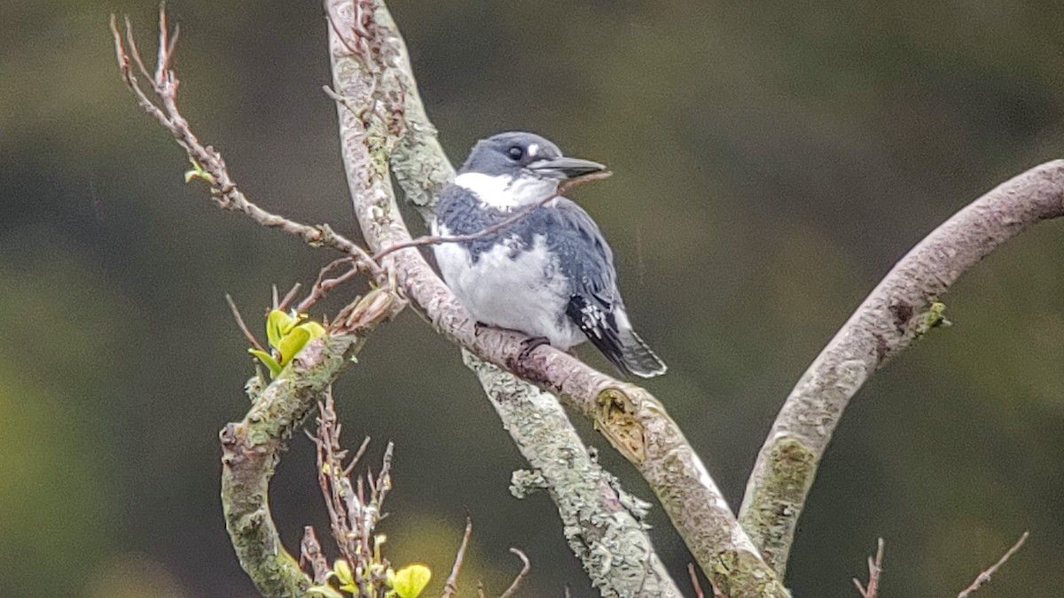 Belted Kingfisher - ML615982768