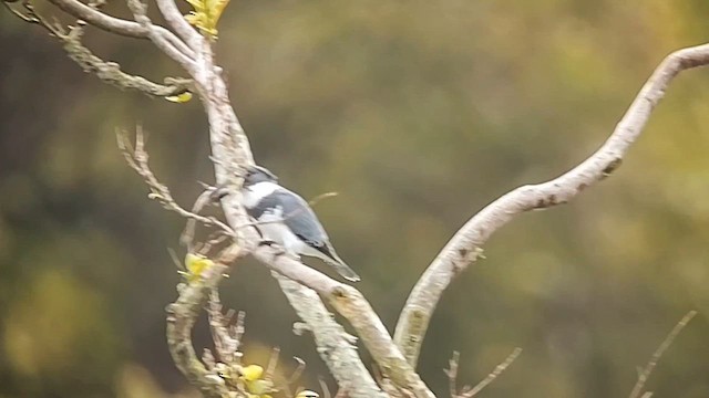 Belted Kingfisher - ML615982769
