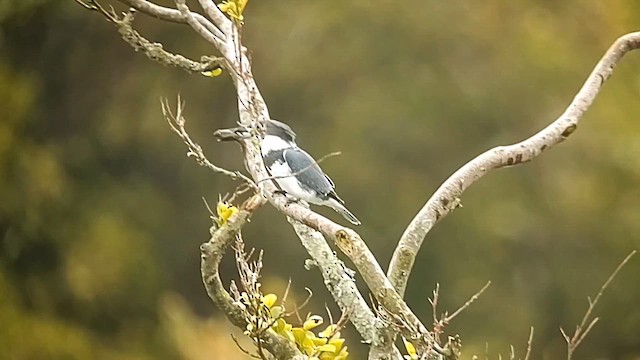 Belted Kingfisher - ML615982770