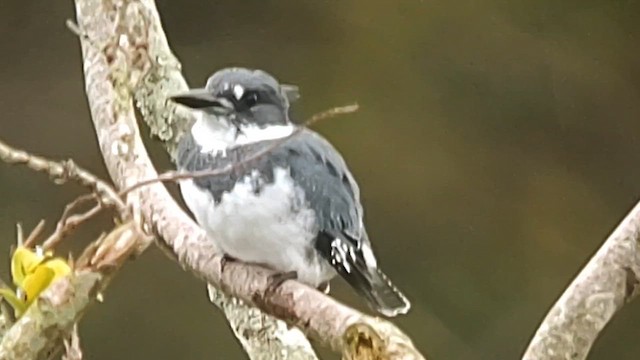 Belted Kingfisher - ML615982772