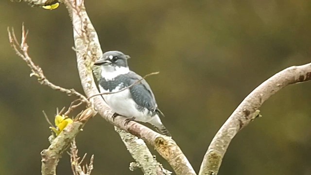 Belted Kingfisher - ML615982773