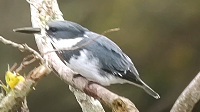 Belted Kingfisher - ML615982774