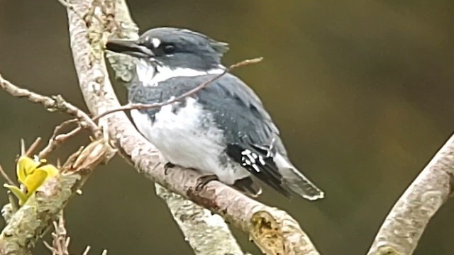 Belted Kingfisher - ML615982776