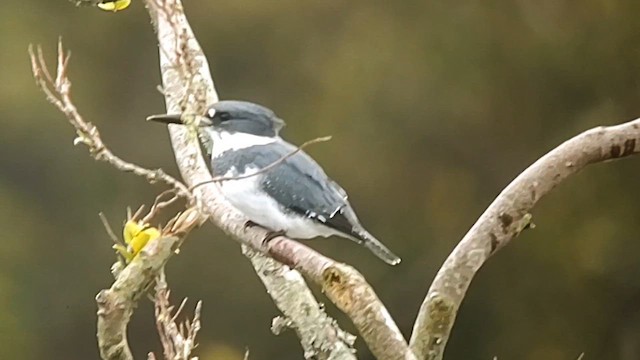 Belted Kingfisher - ML615982777
