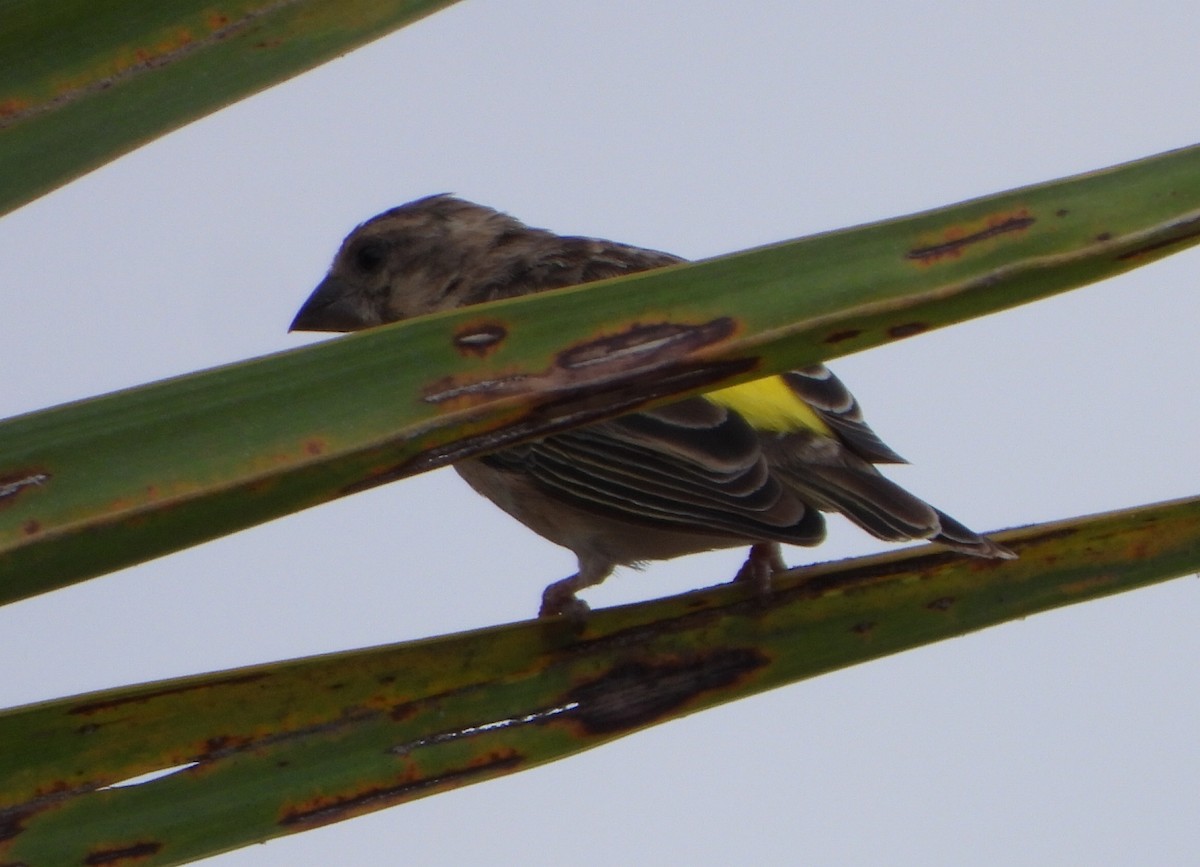Black-throated Canary - ML615982804