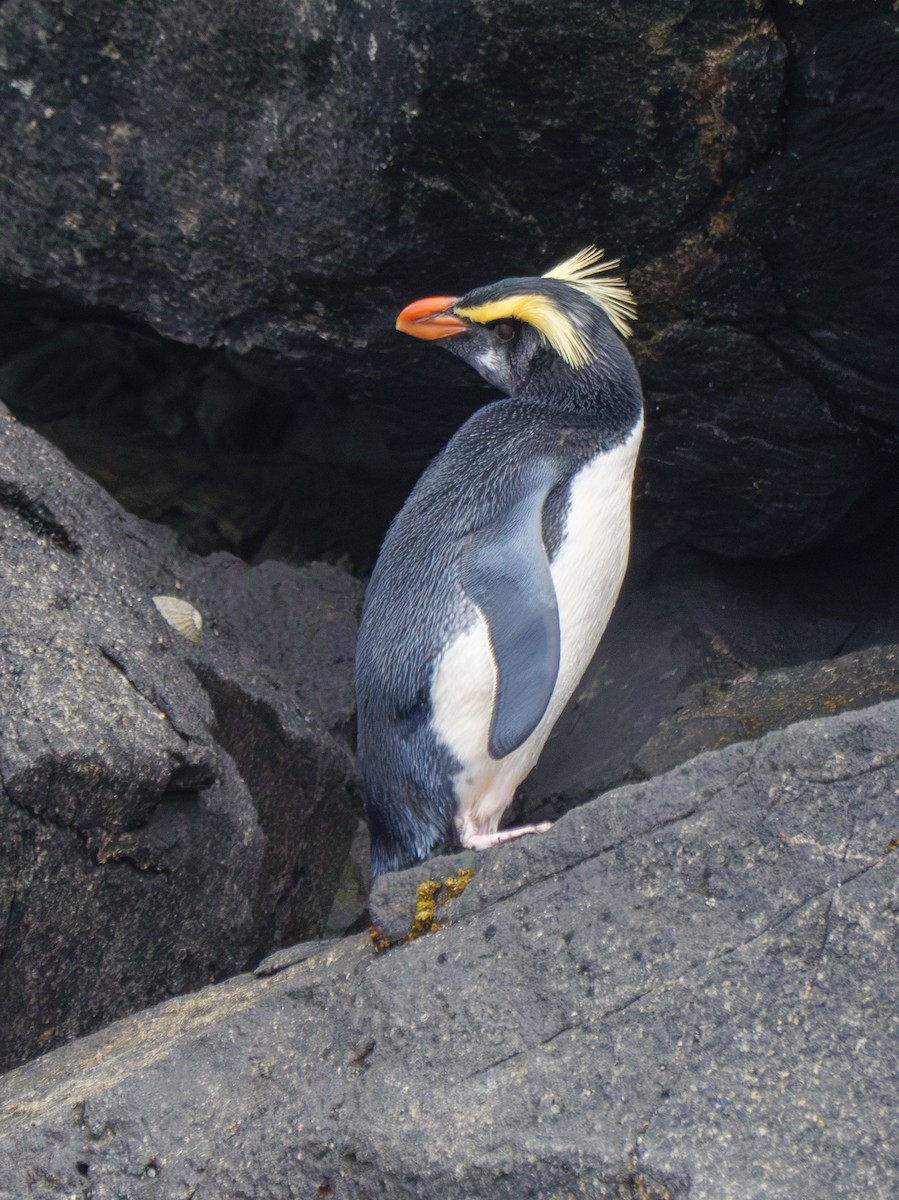 Fiordland Penguin - ML615982865