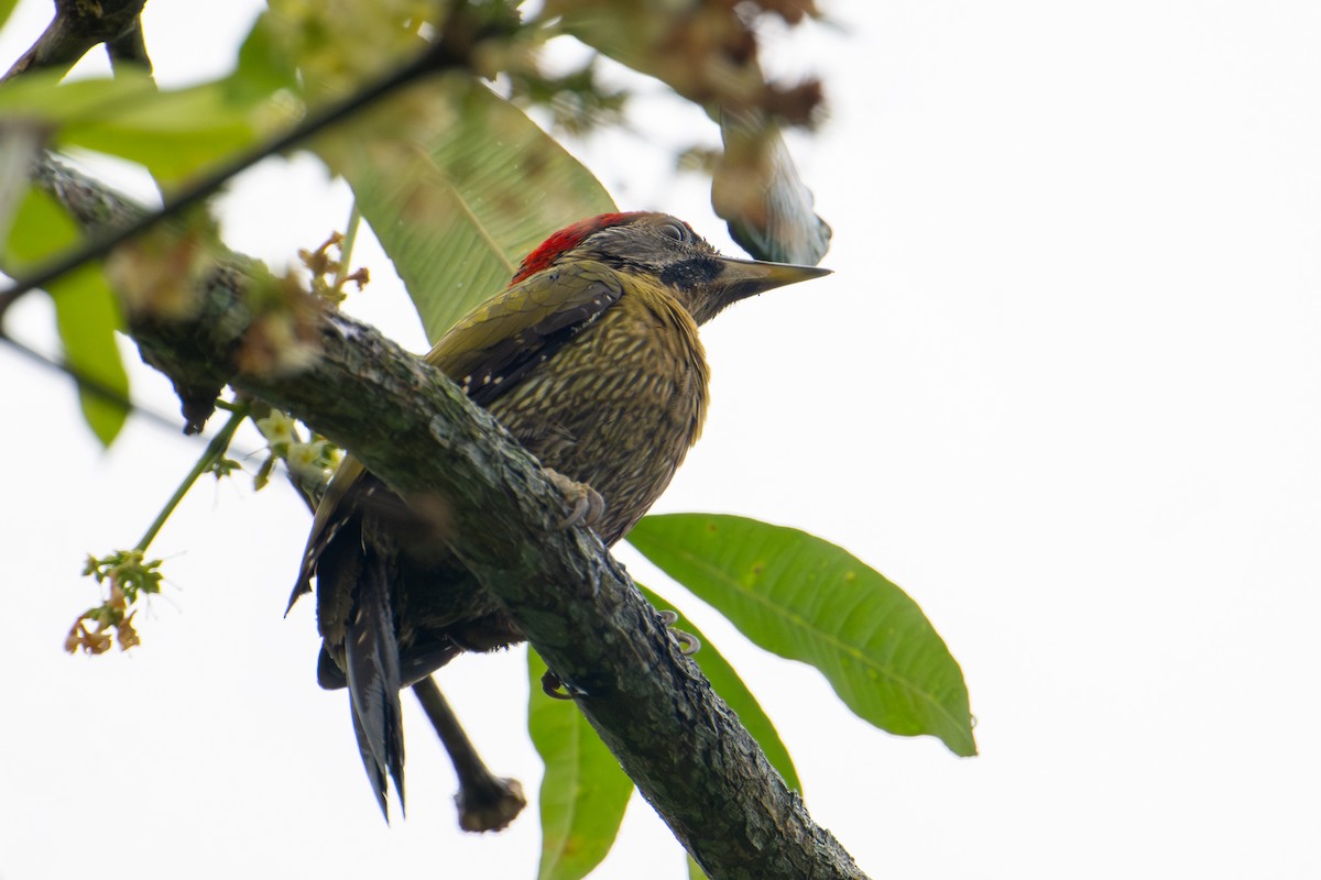 Laced Woodpecker - ML615982879