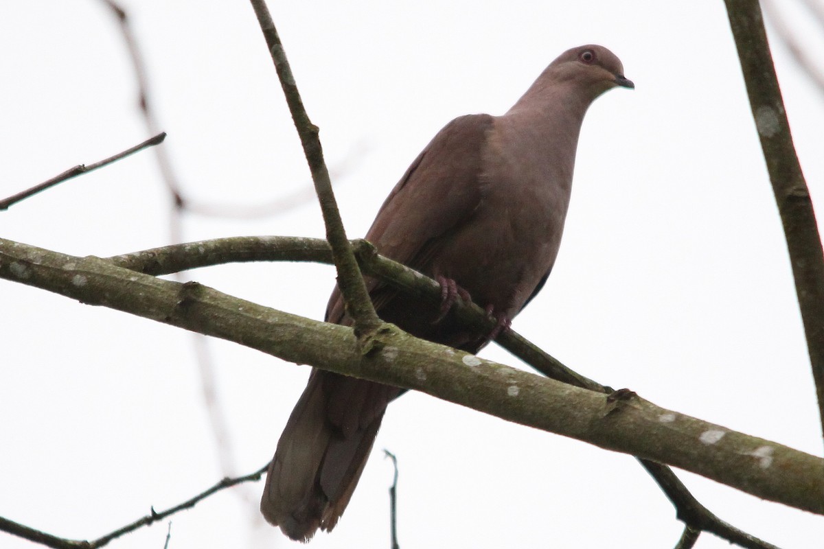 Ruddy Pigeon (Berlepsch's) - ML615982968
