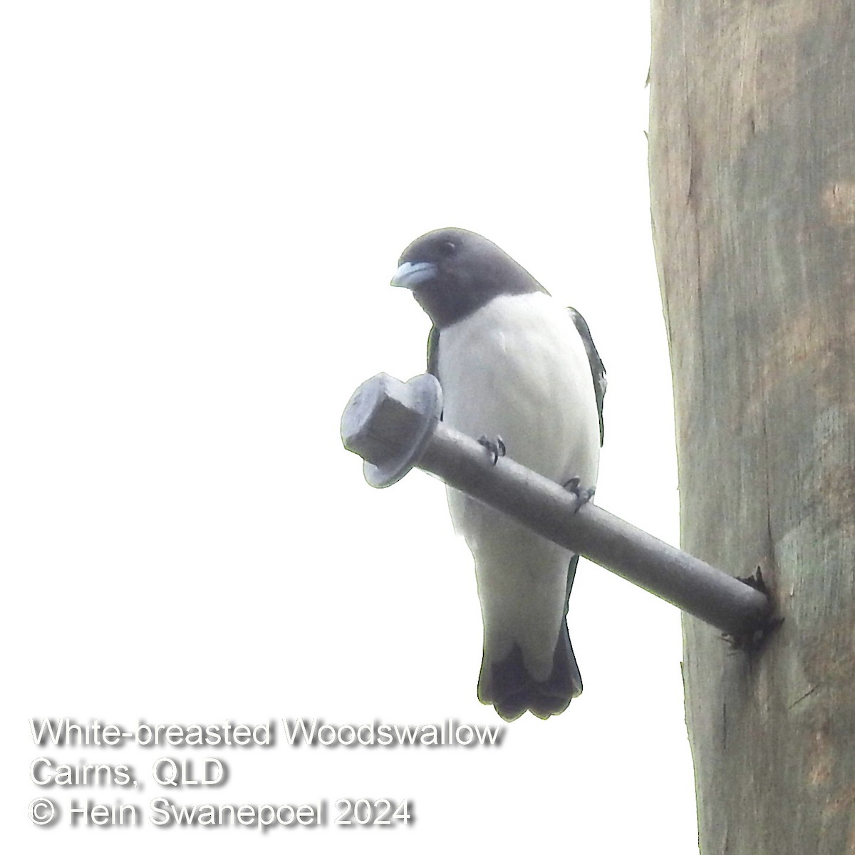 White-breasted Woodswallow - Hendrik Swanepoel