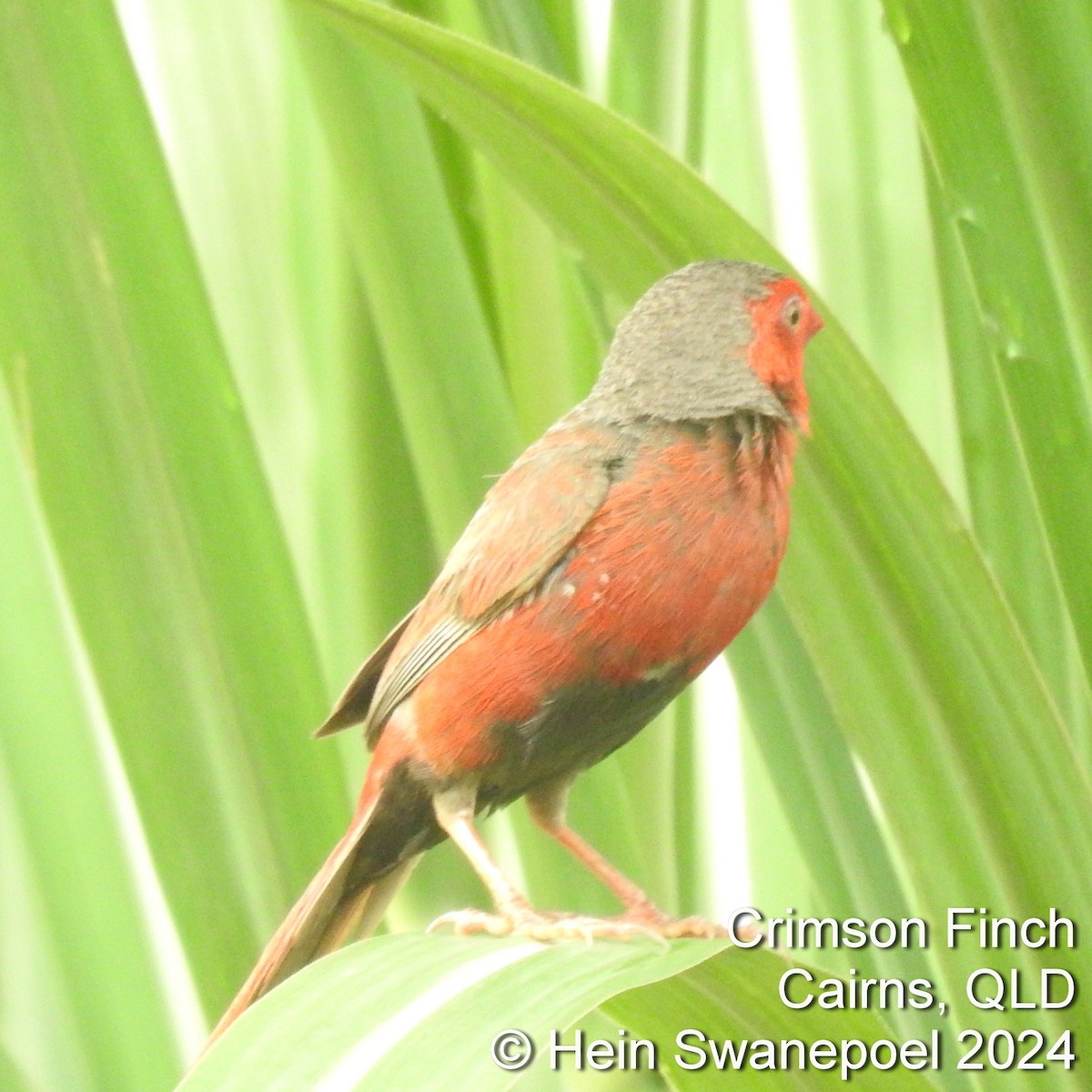 Crimson Finch - Hendrik Swanepoel