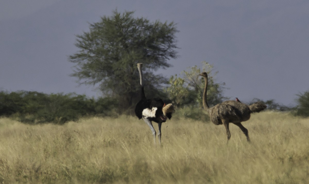 Somali Ostrich - Rene Ritsema