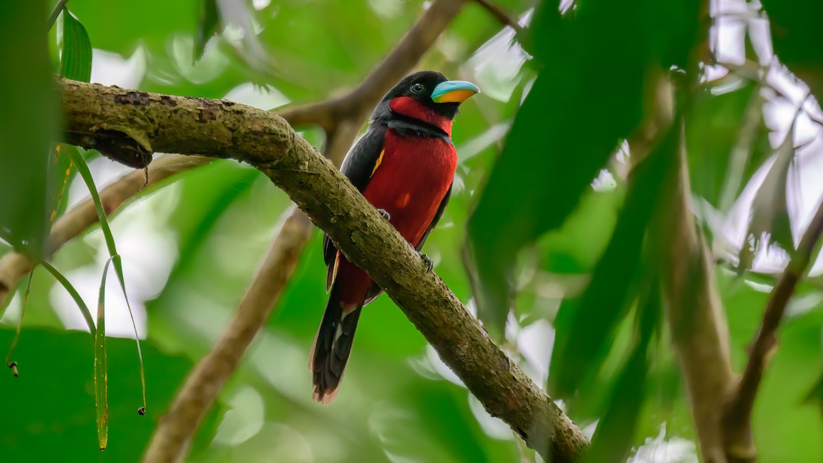 Black-and-red Broadbill (Black-and-red) - ML615983138
