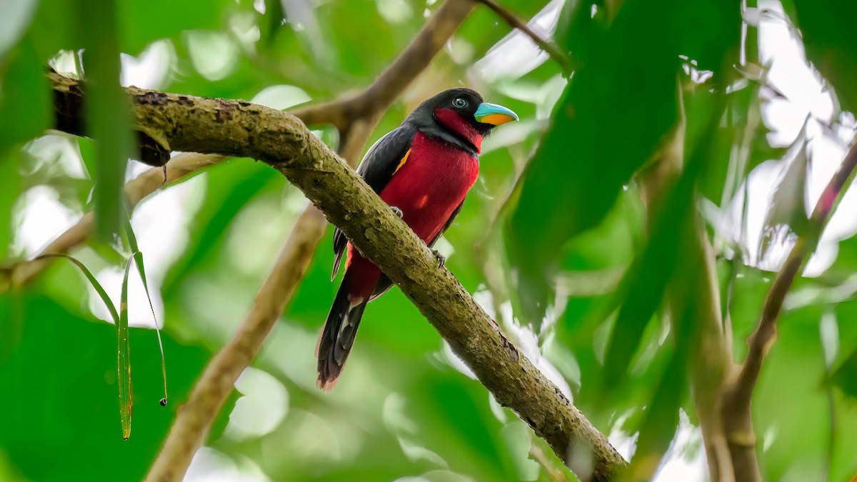 Black-and-red Broadbill (Black-and-red) - ML615983139