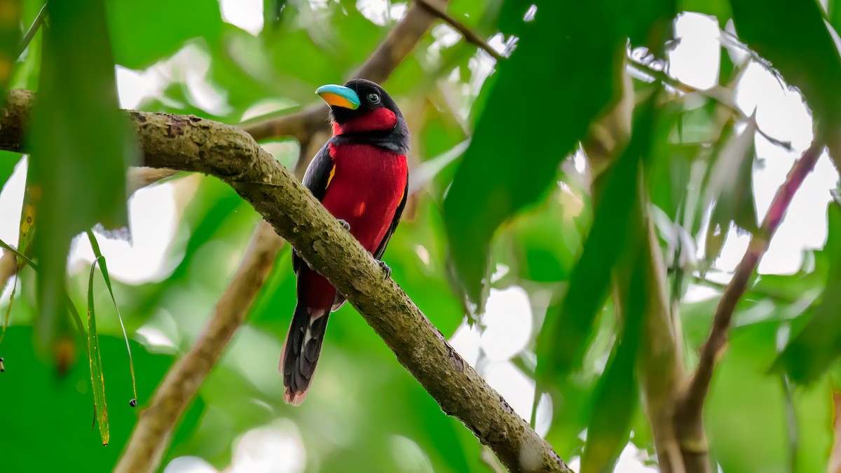 Black-and-red Broadbill (Black-and-red) - ML615983140