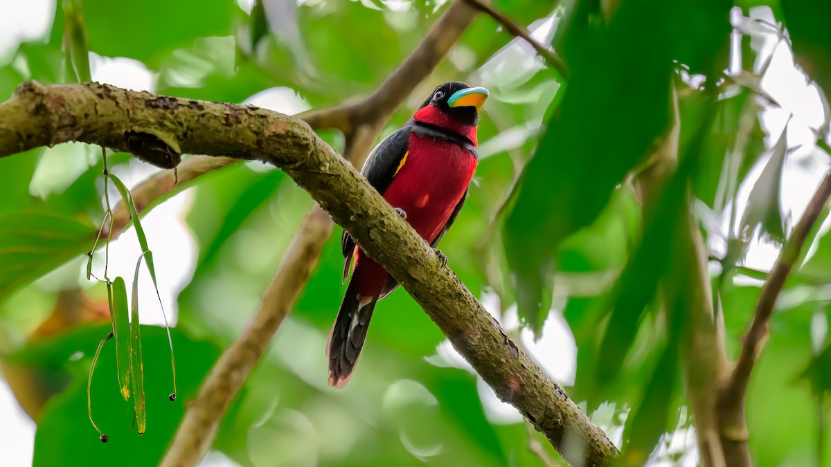 Black-and-red Broadbill (Black-and-red) - ML615983141