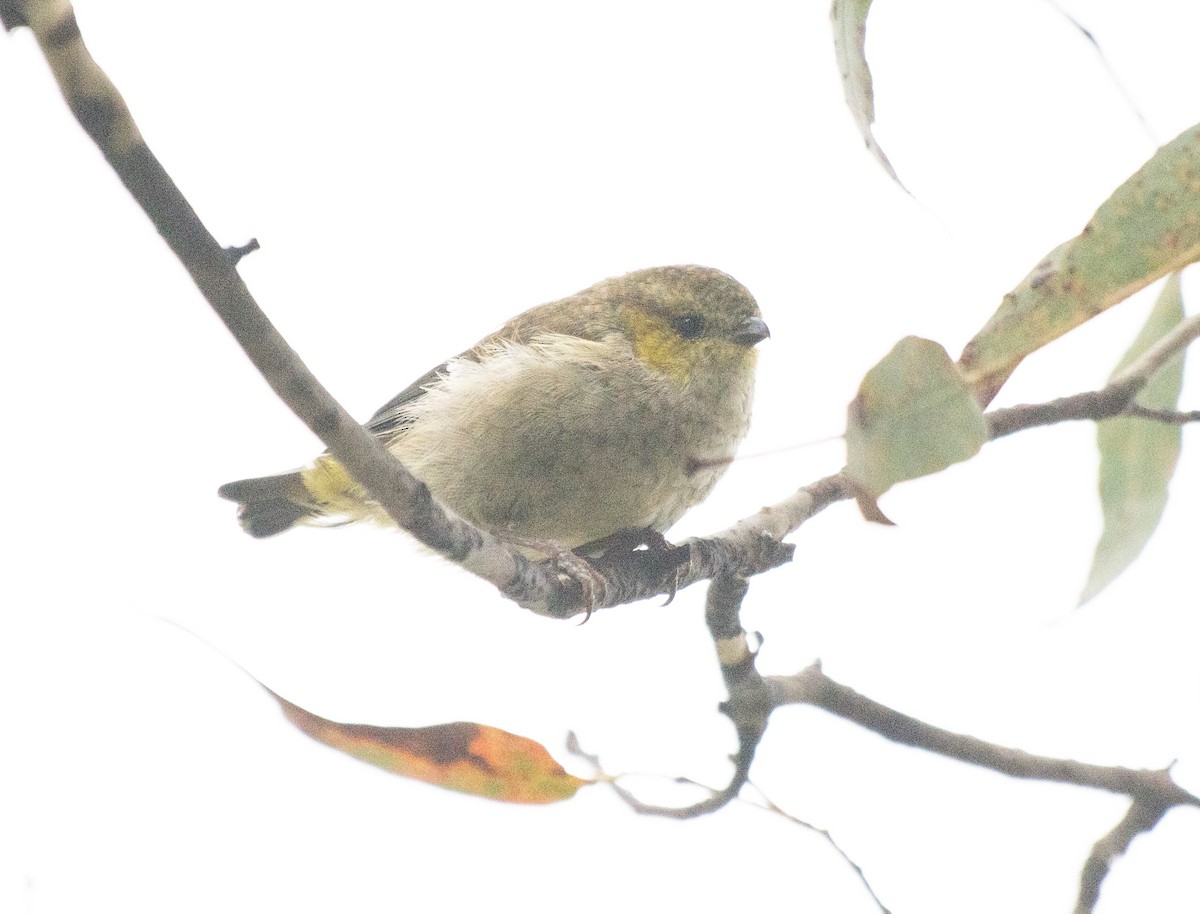 Forty-spotted Pardalote - ML615983419