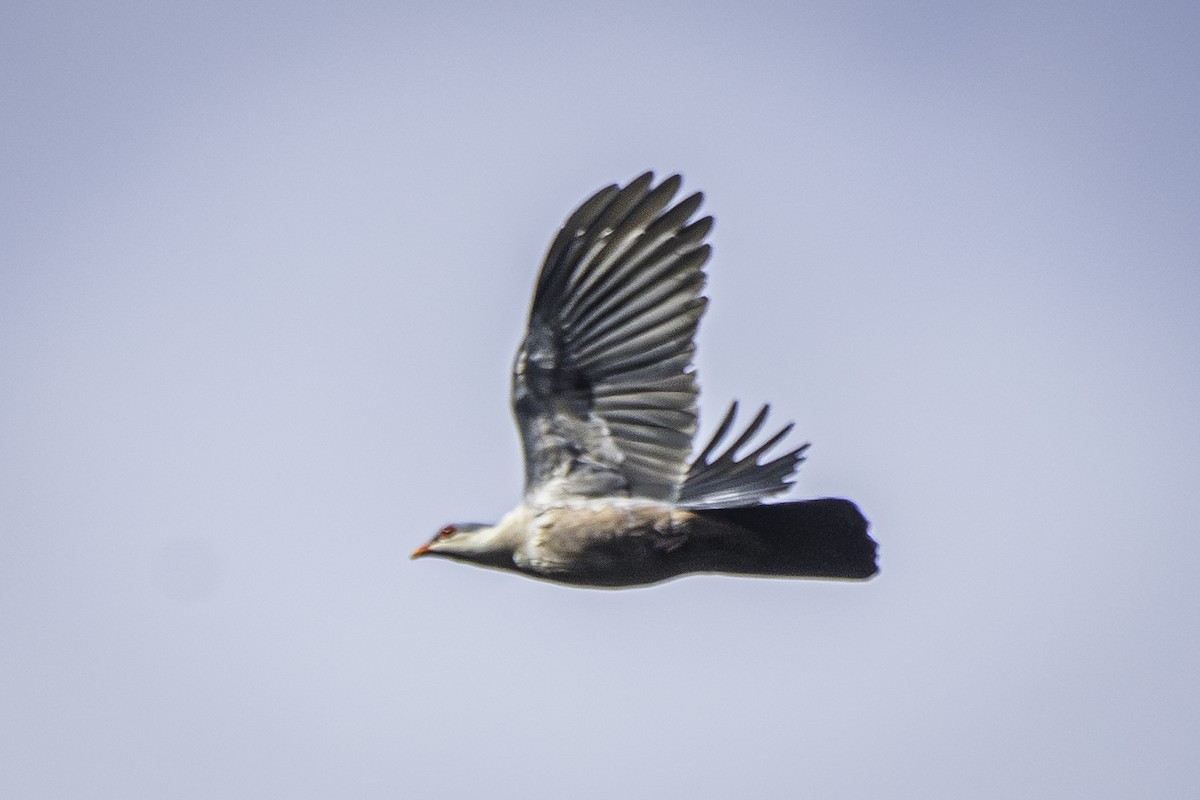 Буруанский голубь - ML615983441