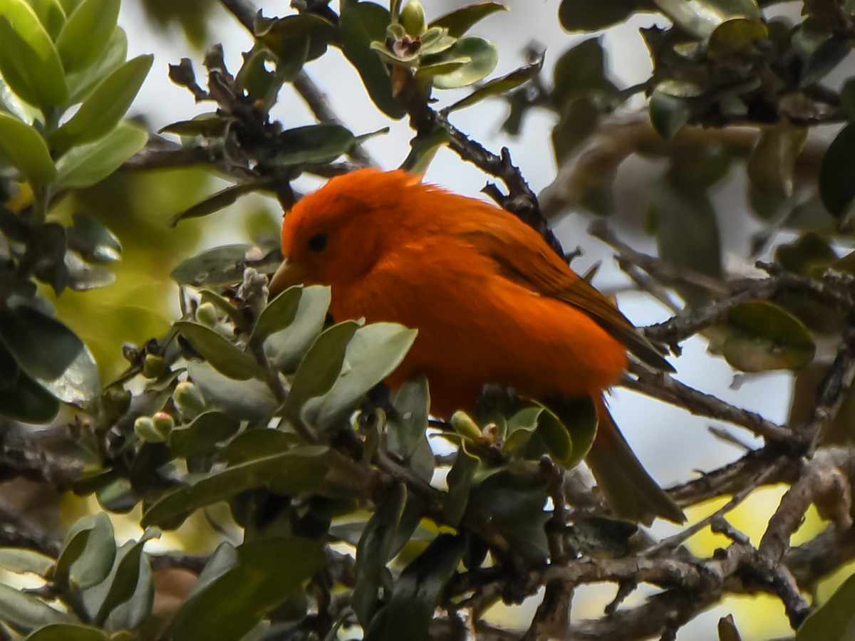 Hawaii-Akepakleidervogel - ML615983460