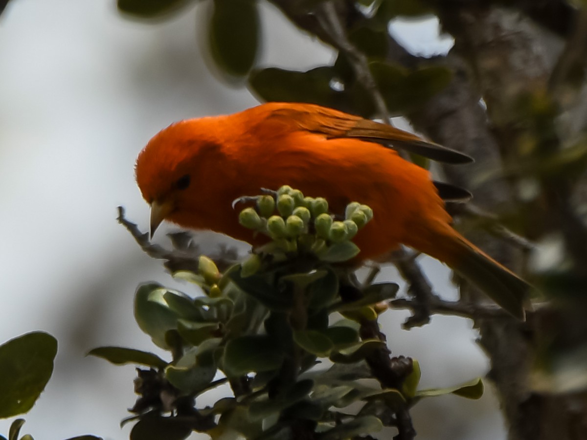 Hawaii-Akepakleidervogel - ML615983461
